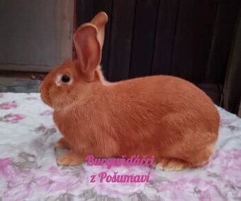 BURGUNDSKÝ králík s PP - SAMEČCI A SAMIČKY ⭐️⭐️⭐️