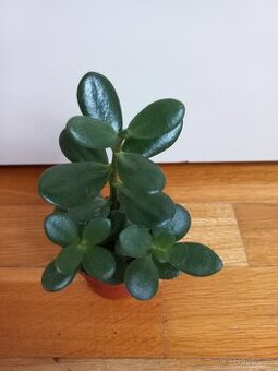 Crassula ovata - tlustice vejčitá