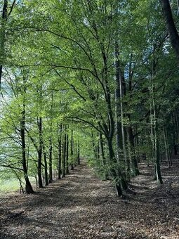 Prodám lesní pozemky v k.ú. Zvole u Zábřeha - 1