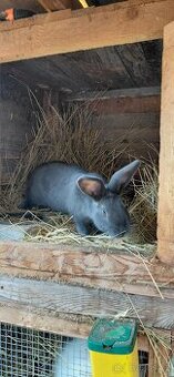 Prodej  samice kralíka