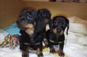 Jezevčík hladkosrstý trpasličí