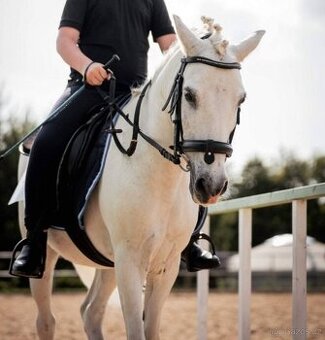 Spolehlivý sportovní pony