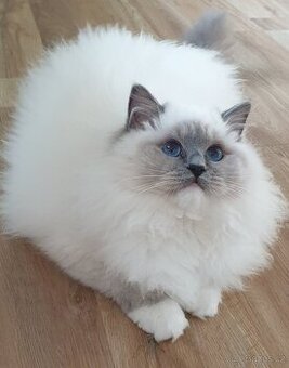 Ragdoll kočička adopce