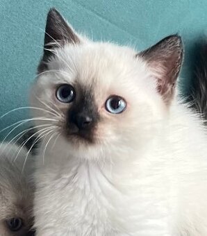 Britská+Ragames colorpoint