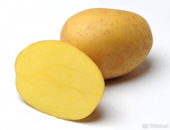 Sadbove brambory Anuschka - žluté rane