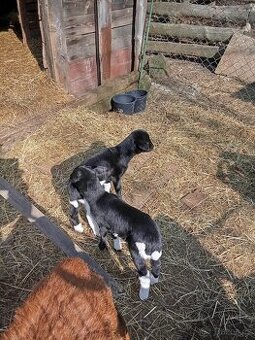 Ovce,beran, jehňata