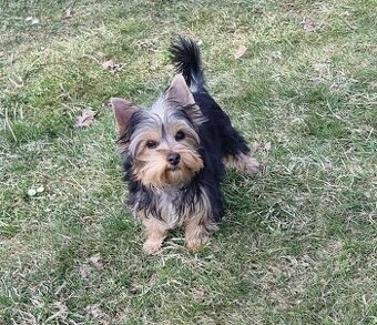 Jorkširsky terier fenka s pp