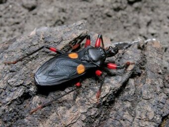 Platymeris sp. "Mombo"