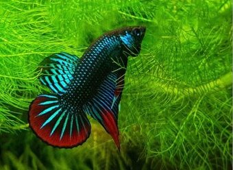 Betta Imbellis red Tail