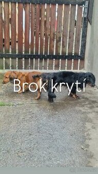 Krytí psem dlouhosrstého jezevčíka typu standart