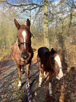 Roční hřebeček QH x Appaloosa