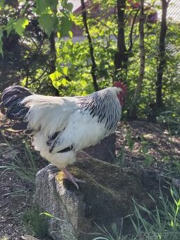 Prodám ročního kohoutka Sassex / Sussex