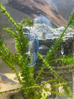 Rak Floridský - Procambarus alleni