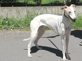 whippet