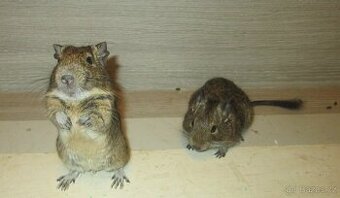 Osmák Degu - mláďata