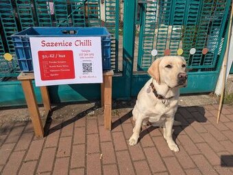 Sazenice Chilli a Rajčat k odběru kdykoliv