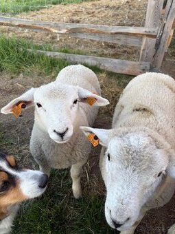 berani texel