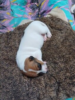 Jack Russell Teriér - štěňátka