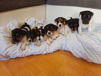 Jack Russell