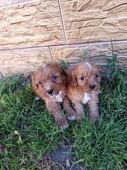 Cavapoo,cavapo