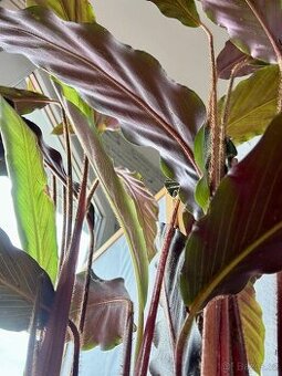 Kalatea, Calathea sametová N2