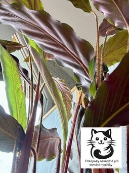 Kalatea, Calathea sametová N2