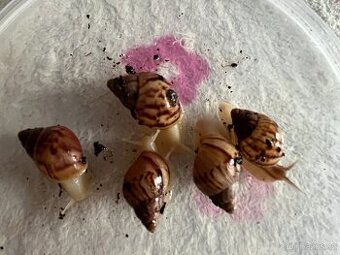 Šnečci Lissachatina Fulica