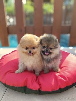 Pomeranian s PP