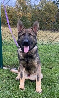 Německý ovčák - 1