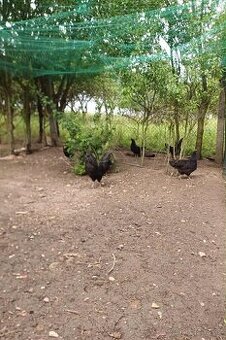 Ayam cemani slepičky