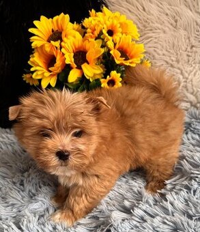 Jorkšírský teriér - pejsek "Jimmy" s PP nar. 8.9.2025