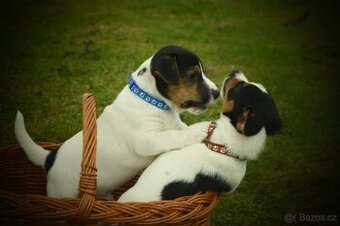 Jack Russell teriér