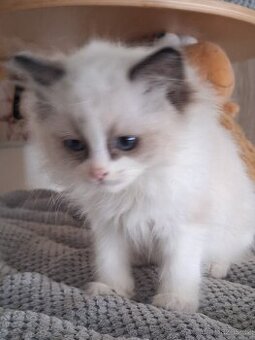 Koťátko Ragdoll s PP