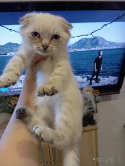 Krásný skotský klapouchý kocourek - 1