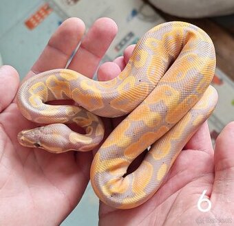 Krajta královská/python regius