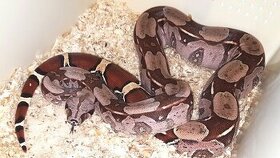 Boa constrictor constrictor GUYANA RED
