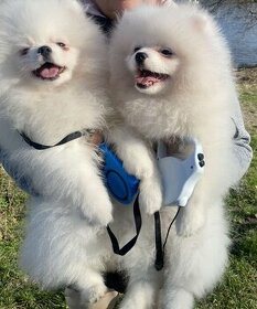 Pomeranian puppies for sale - 1