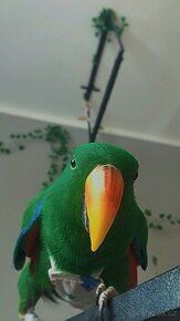 Predám Eclectusa / Eklektus