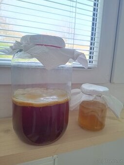 Kombucha