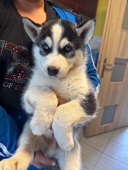 Prodám krásné štěňátko Husky sibiřský. Poslední