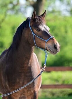 Pony klisna - 1