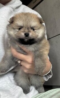 Pomeranian PP