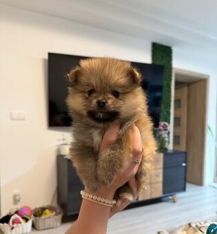 Pomeranian PP