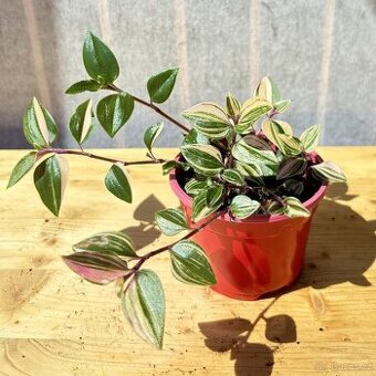 Voděnka, Tradescantia "Quadricola", baby