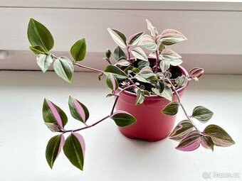 Voděnka, Tradescantia "Quadricola"
