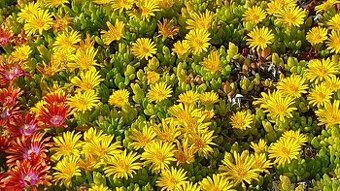 Delosperma - žlutá