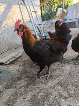 Kohoutci marans - 1