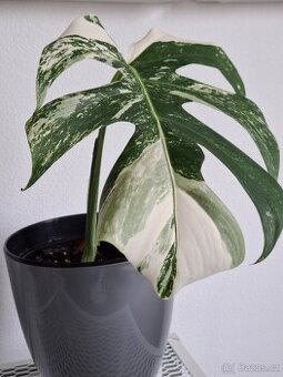 Monstera albo variegata