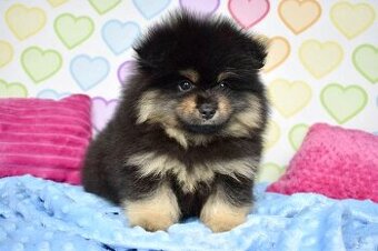 Pomeranian s PP