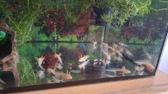 Axolotl